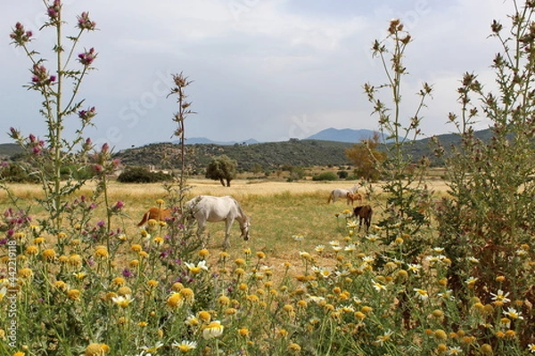Obraz Lycian Way_Turkey