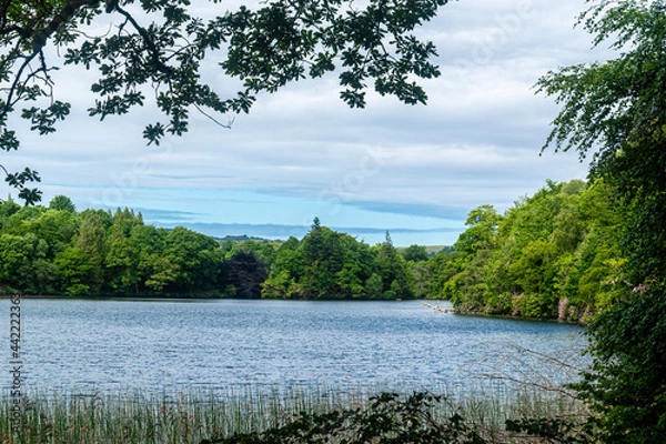 Obraz lake in the forest