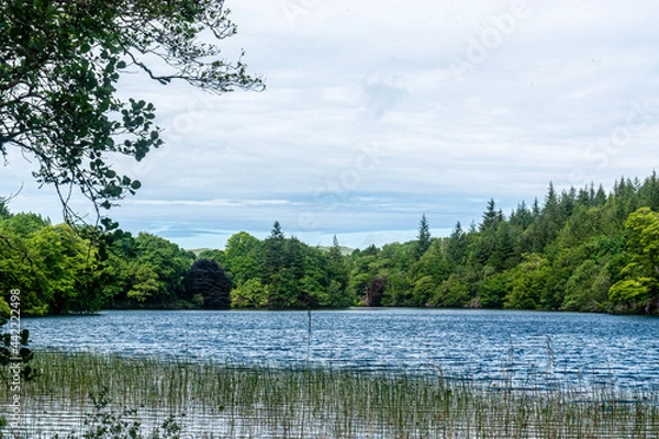 Obraz lake and forest