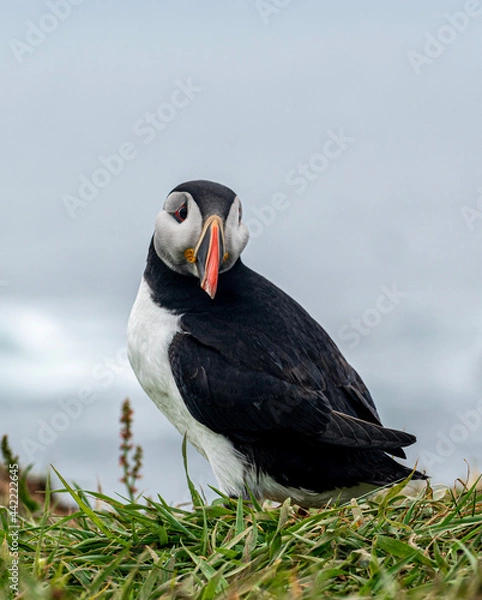 Obraz atlantic puffin or common puffin