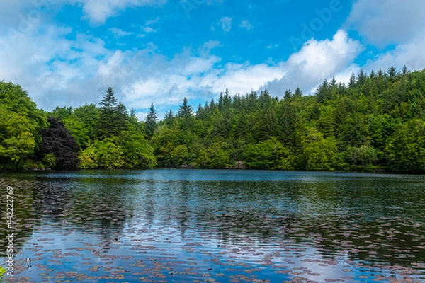 Obraz lake and forest