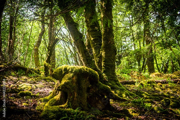 Obraz tree in the woods