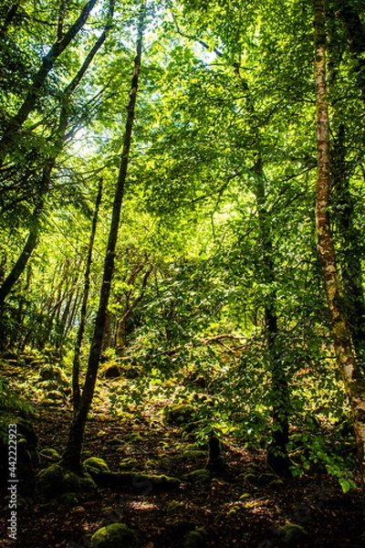 Obraz sunlight in the forest