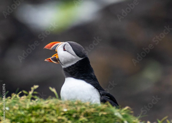 Obraz atlantic puffin