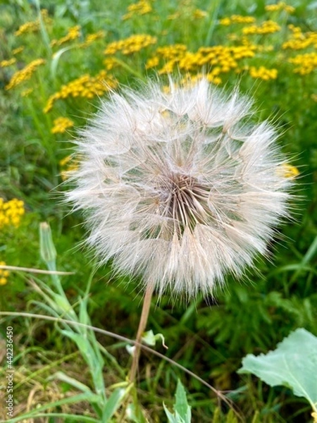 Fototapeta A large dandelion on a natural blooming yellow and green field covered with grass. Plants on a meadow in a natural ecological park in summer.