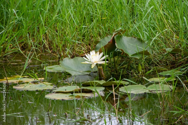 Obraz 池に咲く睡蓮の花