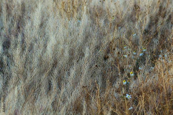 Fototapeta Textura 2