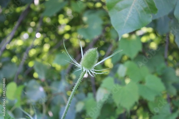 Obraz Wild Teasel