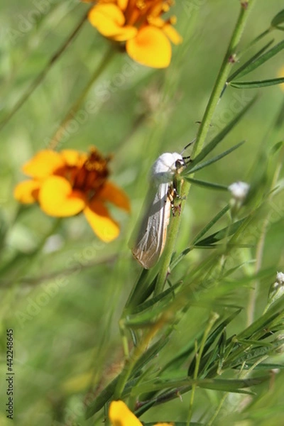 Obraz polilla mariposa