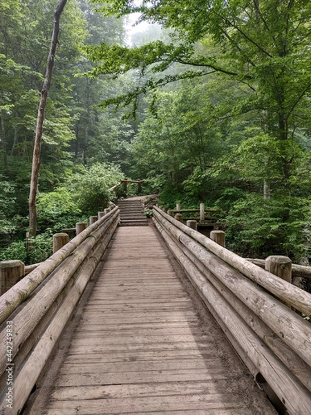 Fototapeta wooden bridge in the forest
