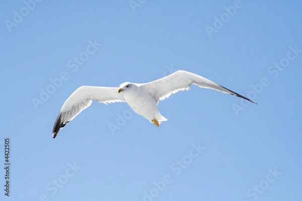 Obraz seagull on a flight