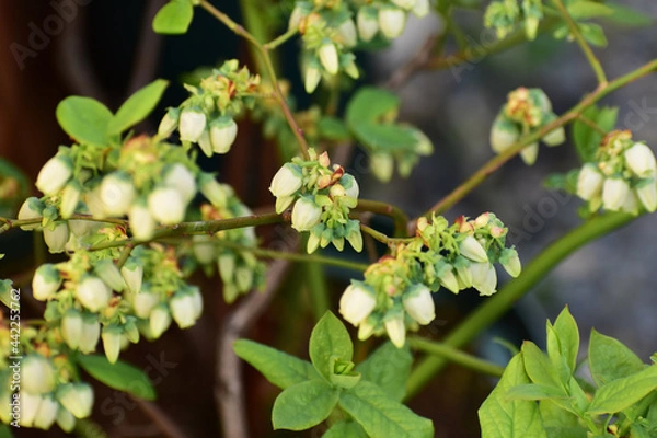 Fototapeta たくさん花が付いたブルーベリー