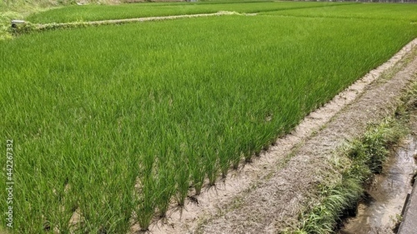 Obraz rice field