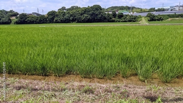 Obraz rice fields