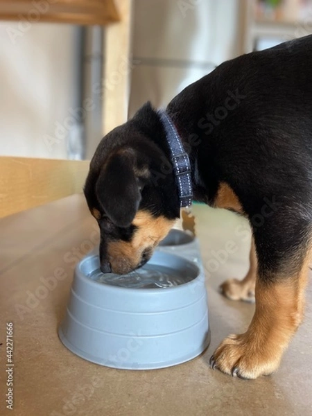 Obraz Puppy Drinking