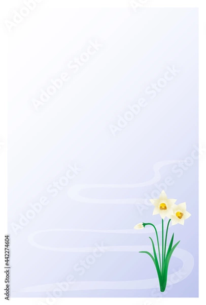 Fototapeta 喪中はがき　水仙の花