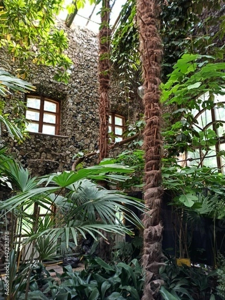 Obraz tropical forest