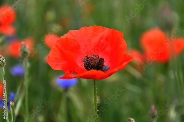 Fototapeta Wilder Mohn