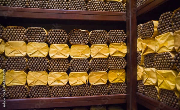 Obraz packs of freshly rolled cigars in storage