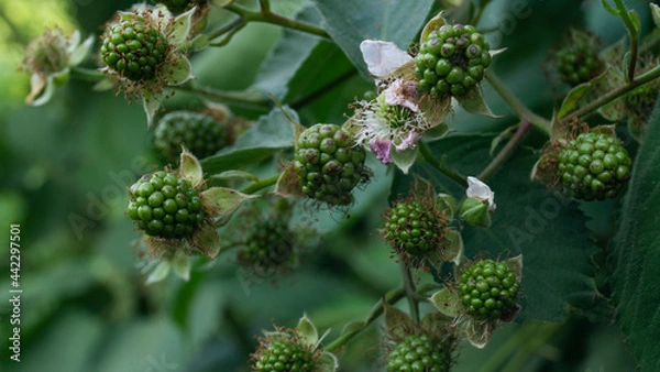 Obraz young raspberries on a branch