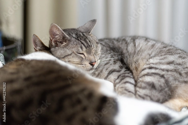 Fototapeta くつろぐ二匹の猫