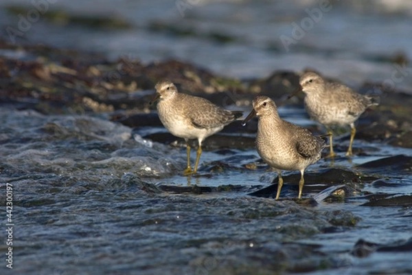 Obraz Kanoet, Red Knot, Calidris canutus