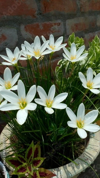 Obraz White lilly flowers