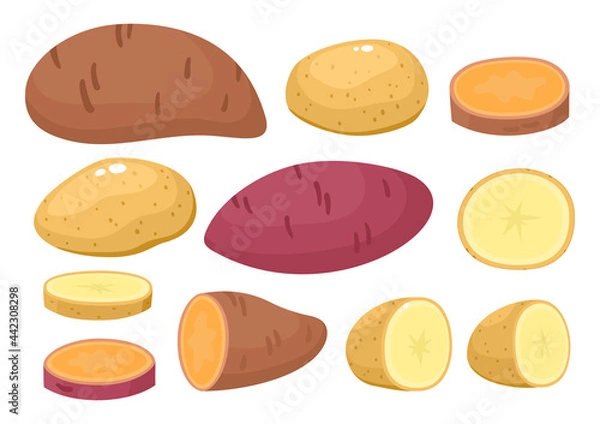 Obraz Vector colorful set of sweet potatoes isolated on white.