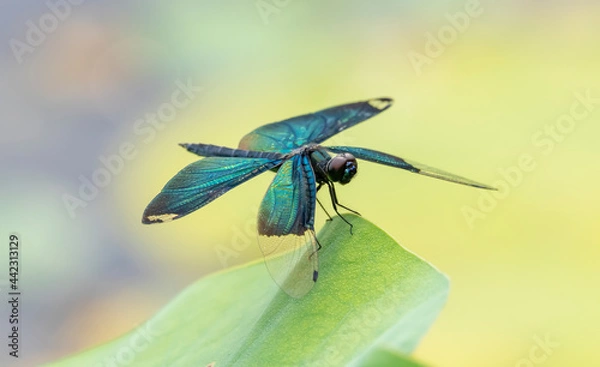 Fototapeta Colorful dragonfly sitting on a green leaf on a blurred background, Rhyothemis fuliginosa