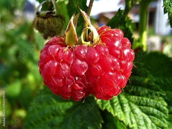 Fototapeta eine doppelte Himbeere !