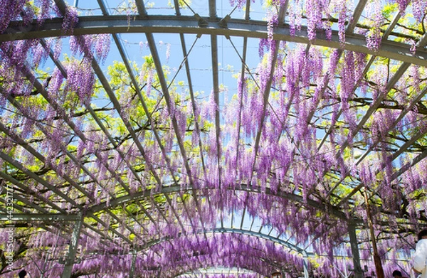 Obraz 藤棚と青空