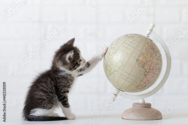 Fototapeta cute gray cat kitten sitting on white isolated background next to globe travel concept. High quality photo