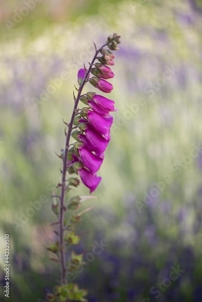 Fototapeta Lavender flowers in bloom in a field. Different shades of lavender flower. Growing for aromatherapy. Natural photo. Macro
