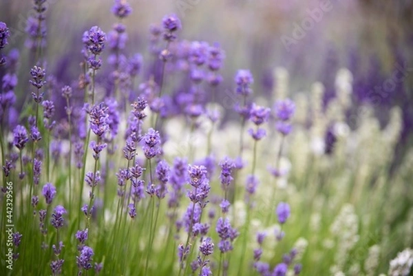 Fototapeta Lavender flowers in bloom in a field. Different shades of lavender flower. Growing for aromatherapy. Natural photo. Macro