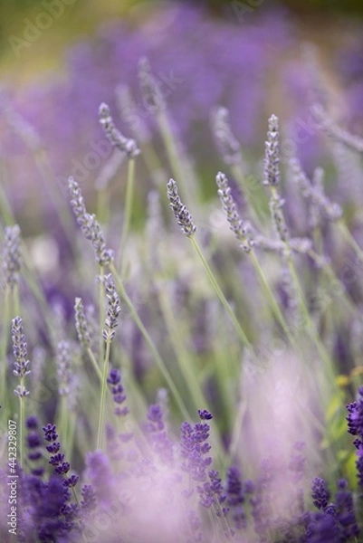 Fototapeta Lavender flowers in bloom in a field. Different shades of lavender flower. Growing for aromatherapy. Natural photo. Macro