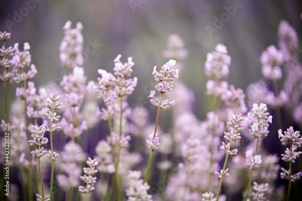 Fototapeta Lavender flowers in bloom in a field. Different shades of lavender flower. Growing for aromatherapy. Natural photo. Macro