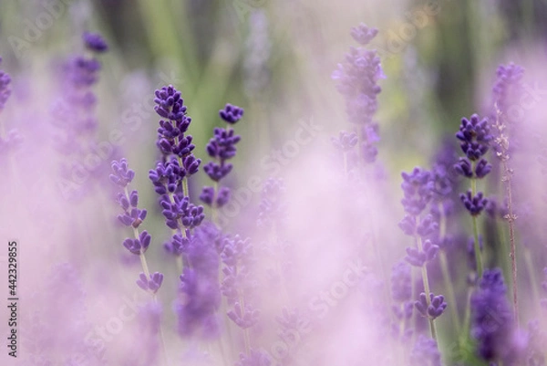 Fototapeta Lavender flowers in bloom in a field. Different shades of lavender flower. Growing for aromatherapy. Natural photo. Macro