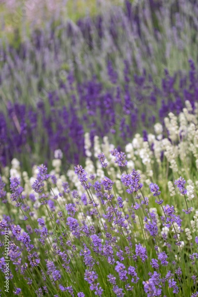 Fototapeta Lavender flowers in bloom in a field. Different shades of lavender flower. Growing for aromatherapy. Natural photo. Macro