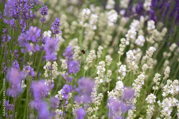 Fototapeta Lavender flowers in bloom in a field. Different shades of lavender flower. Growing for aromatherapy. Natural photo. Macro