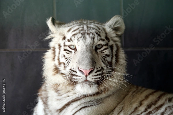 Obraz tigre blanc 