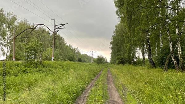 Fototapeta path in the forest