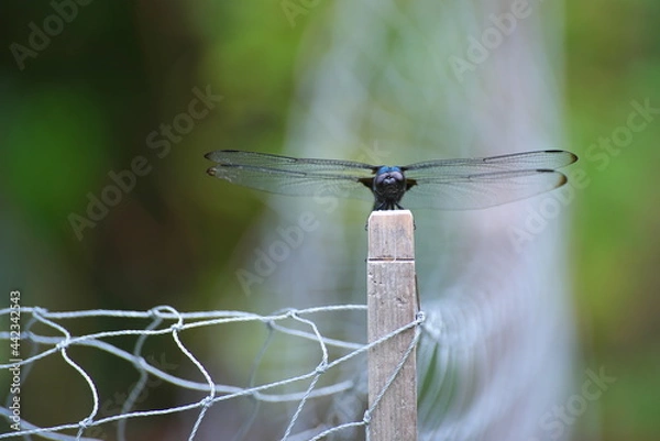 Fototapeta トンボが見つめる、ひと時の休息