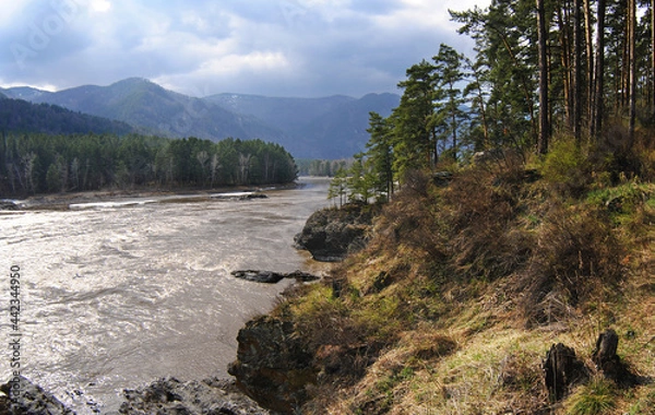 Fototapeta Mountain landscape in spring. Coniferous forest on the bank of a mountain river. Rocky coast and rocks. Wildlife.