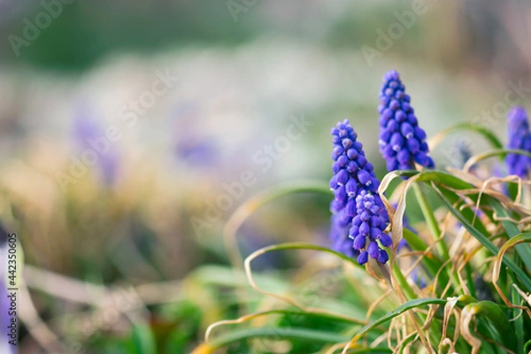 Obraz Spring Muscari Flowers