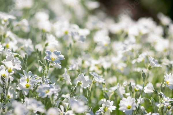 Obraz White Spring Flowers