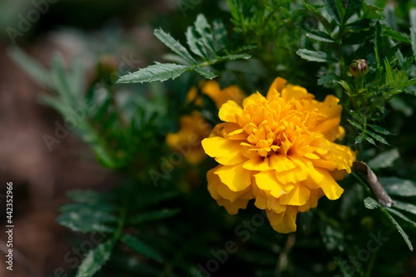 Obraz Yellow Marigold Flower