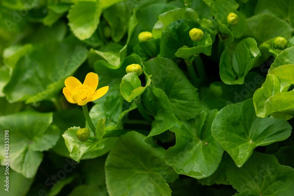 Obraz Yellow Marsh Marigold Flower