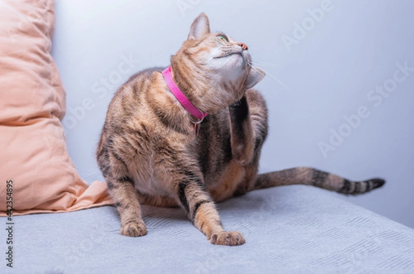 Obraz Image of a purebred Bengal cat in a pink anti-flea collar. The concept of caring and love for pets.
