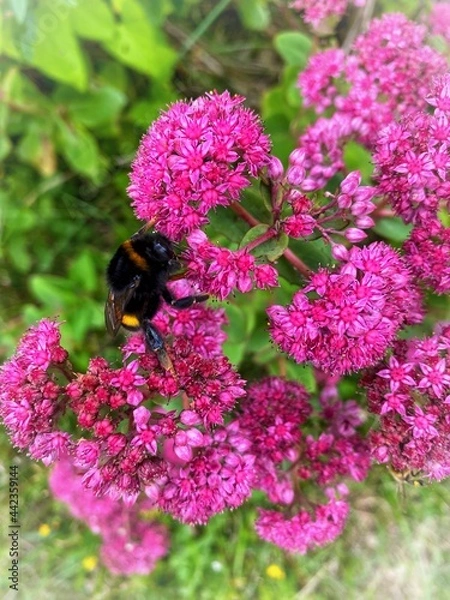 Obraz Bee on flowers