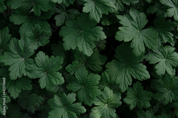 Obraz Dark green geranium leaves. Natural background, texture. 